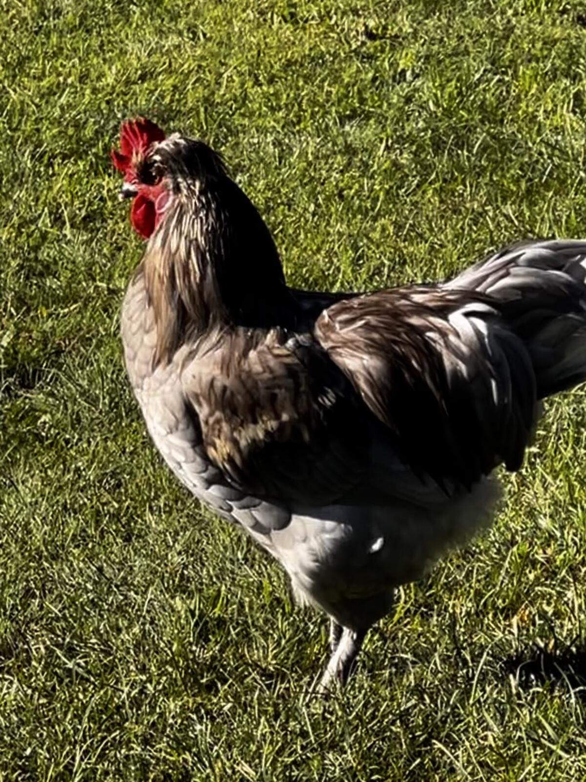 Maran Hahn zu vergeben 3