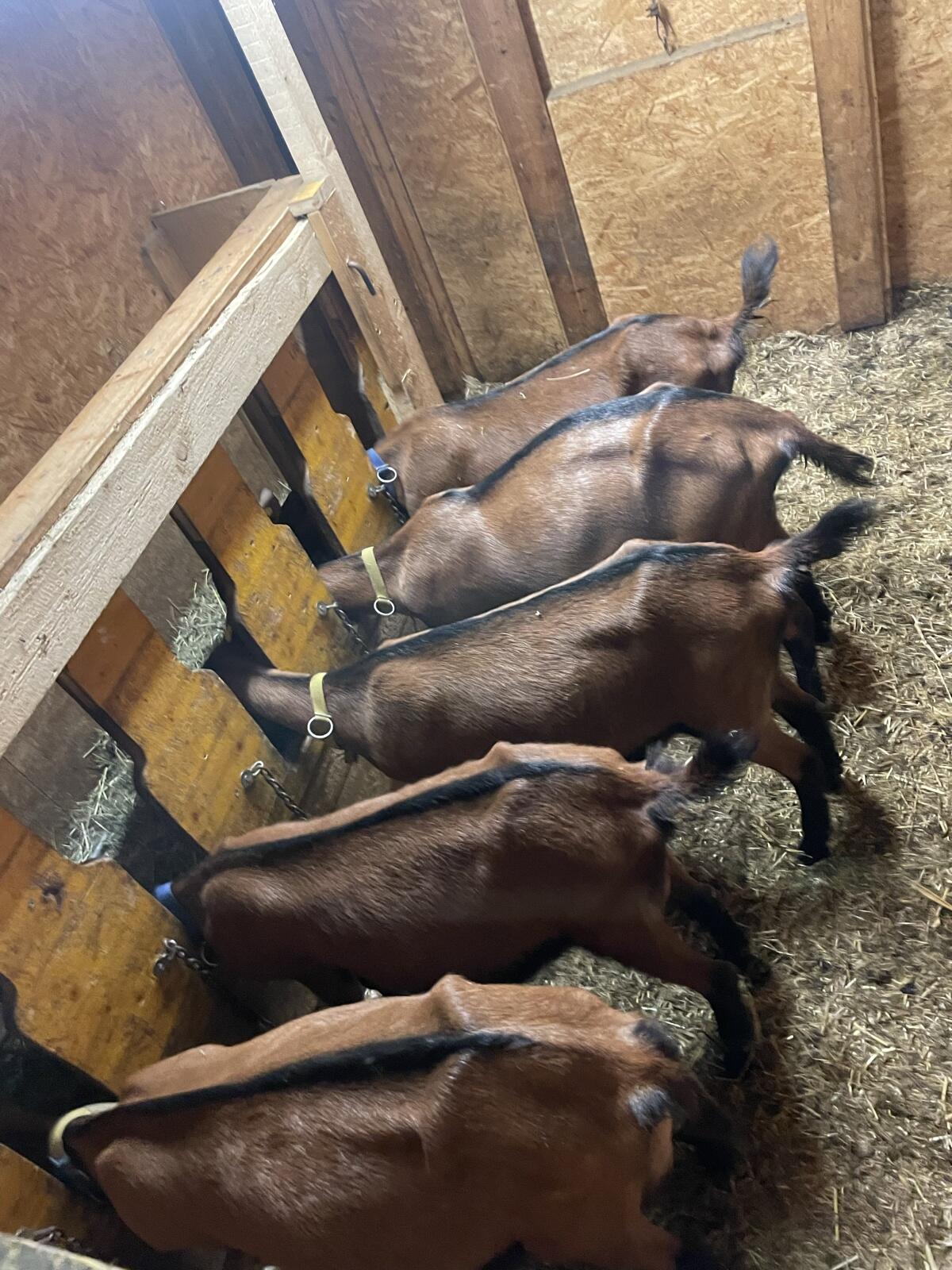 Ggz Erstlingsziegen 1