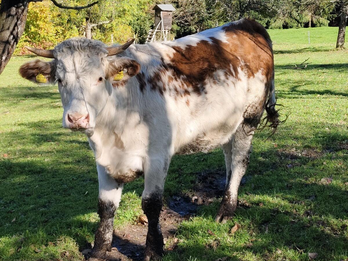 Ennstaler Bergschecken Kalbin - Bio 3