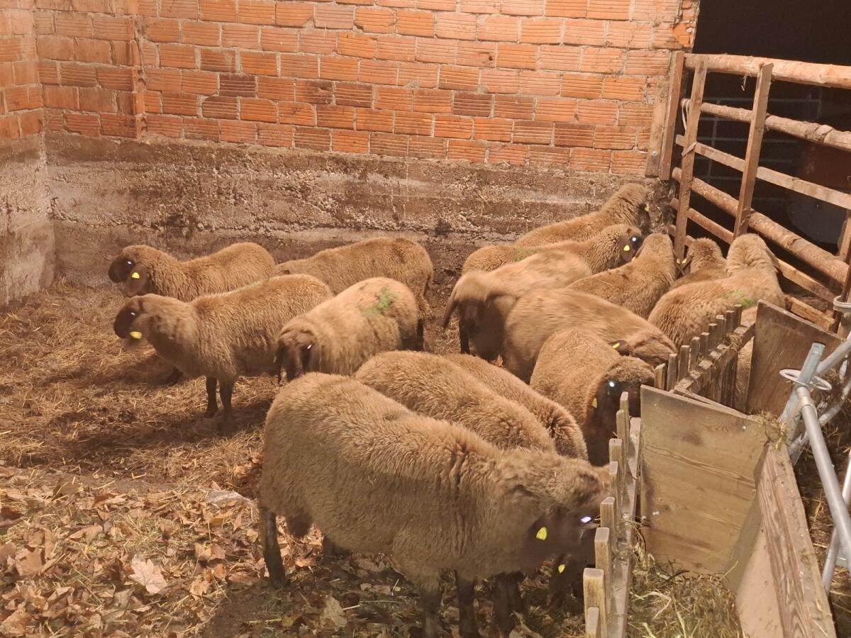 Braune Bergschaf Lämmer BIO 3