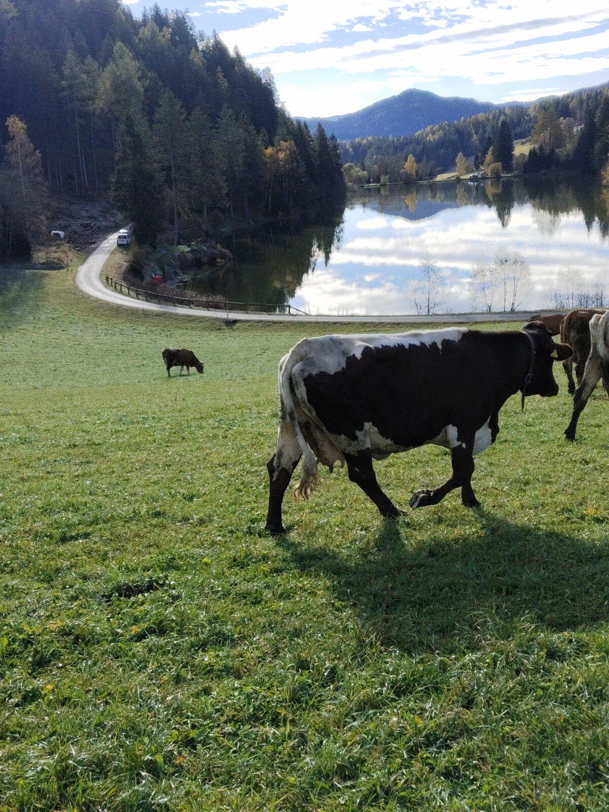 Verkaufe Pinzgauer Kuh 2