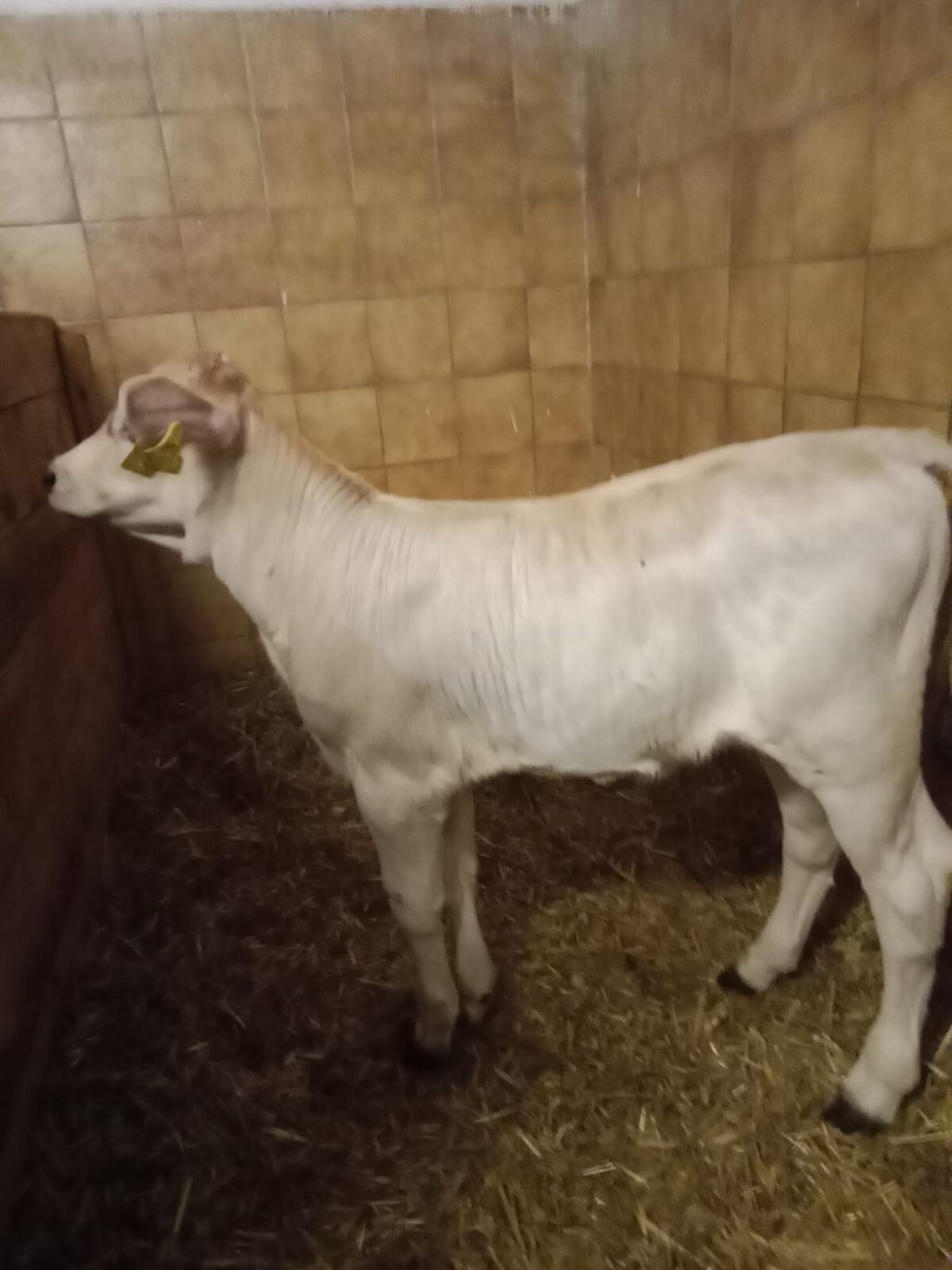 Braunvieh Zuchtkalb 2