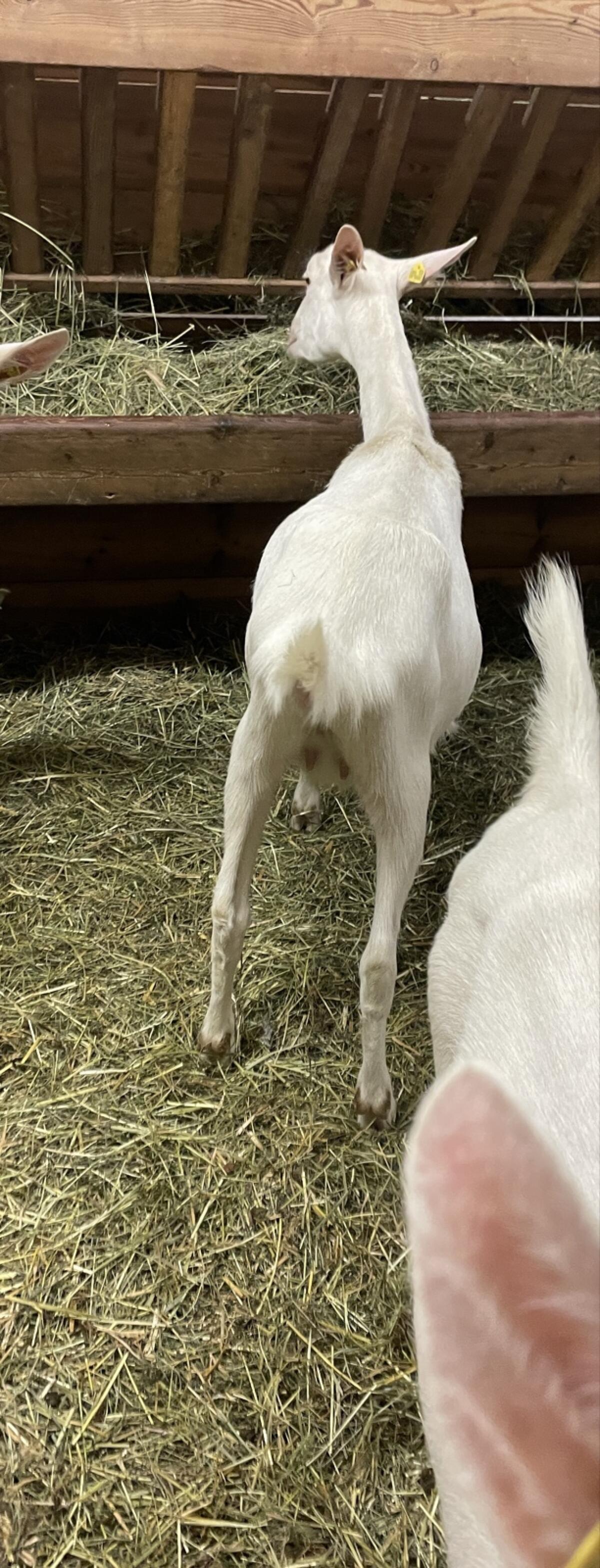 Verkaufe trächtiges SA-Kitz 2