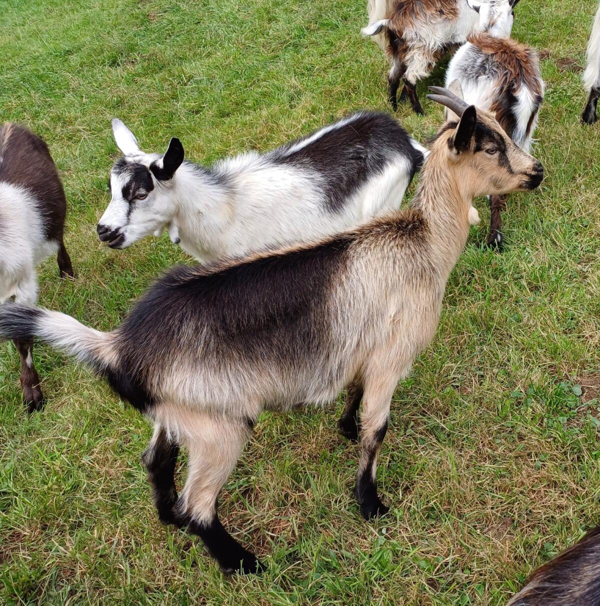 Junge Ziegen Pfauenmix 2