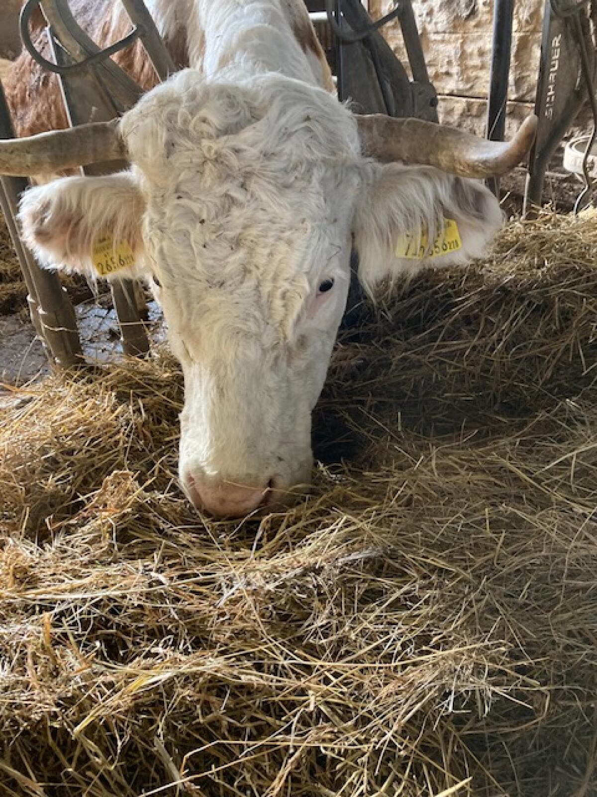 Ennstaler Bergschecken 1