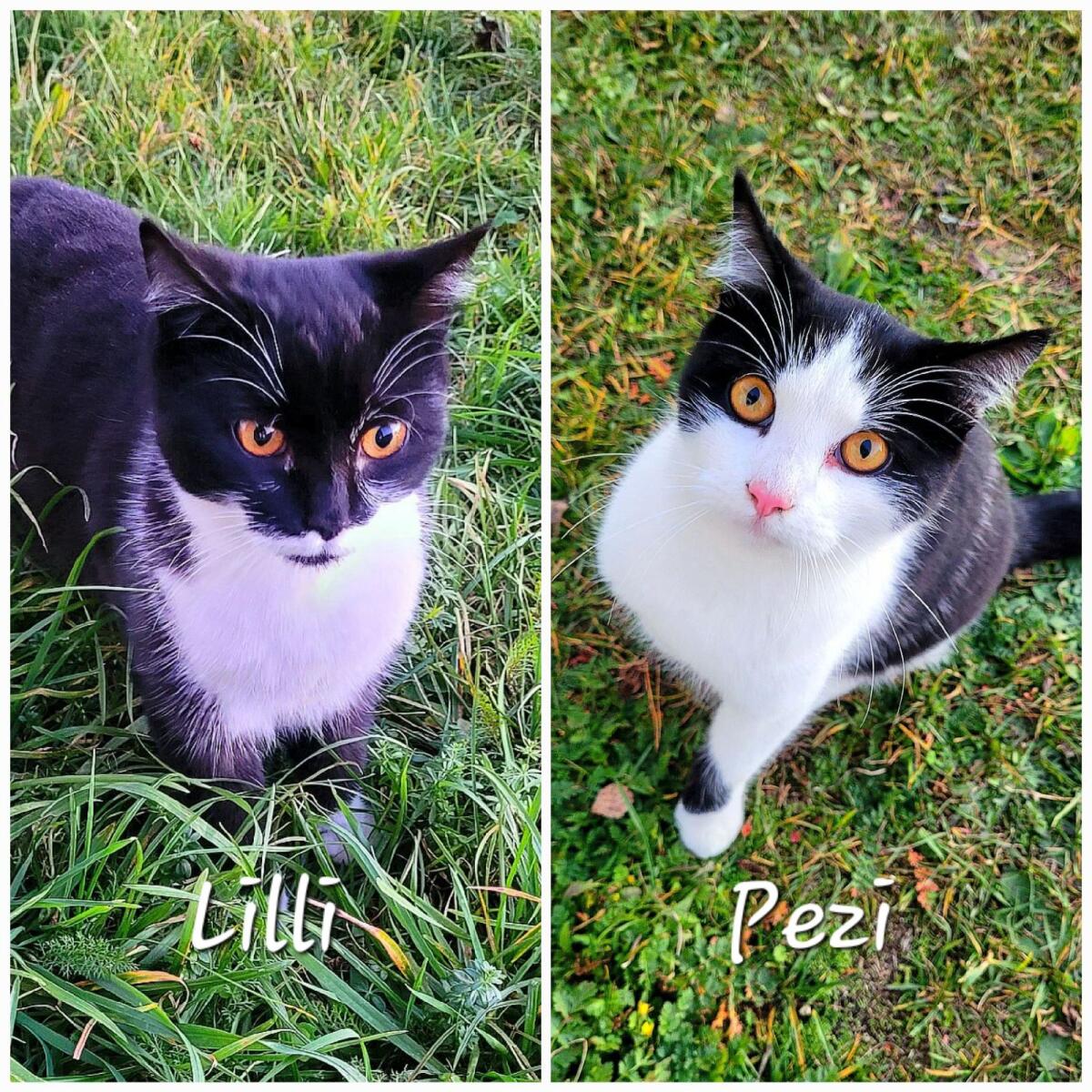 Verschmustes Geschwisterpärchen EKH 1