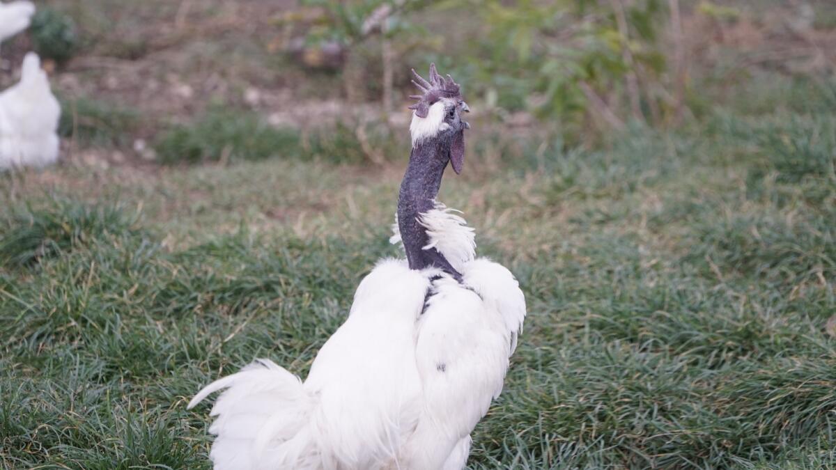 Rassehähne verschiedene Rassen 2