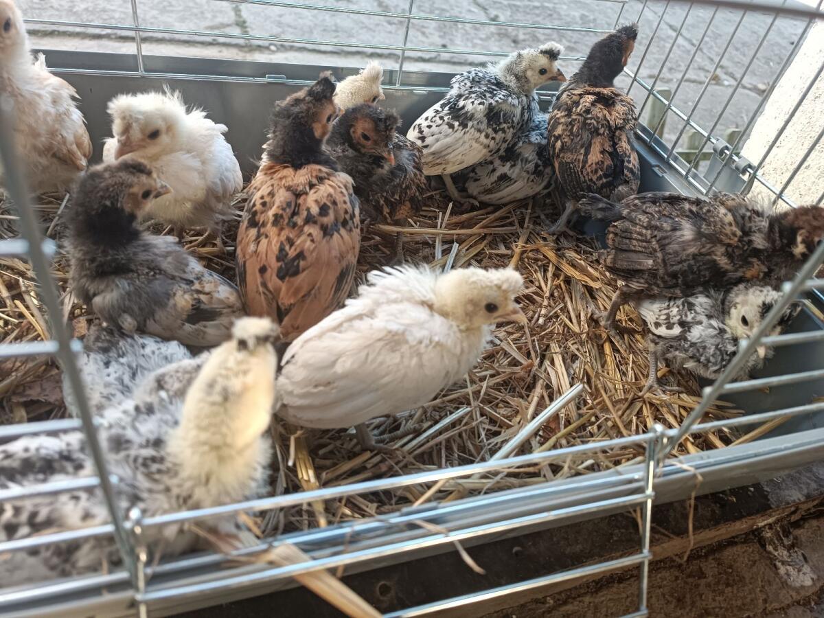 Appenzeller Spitzhauben Küken 3