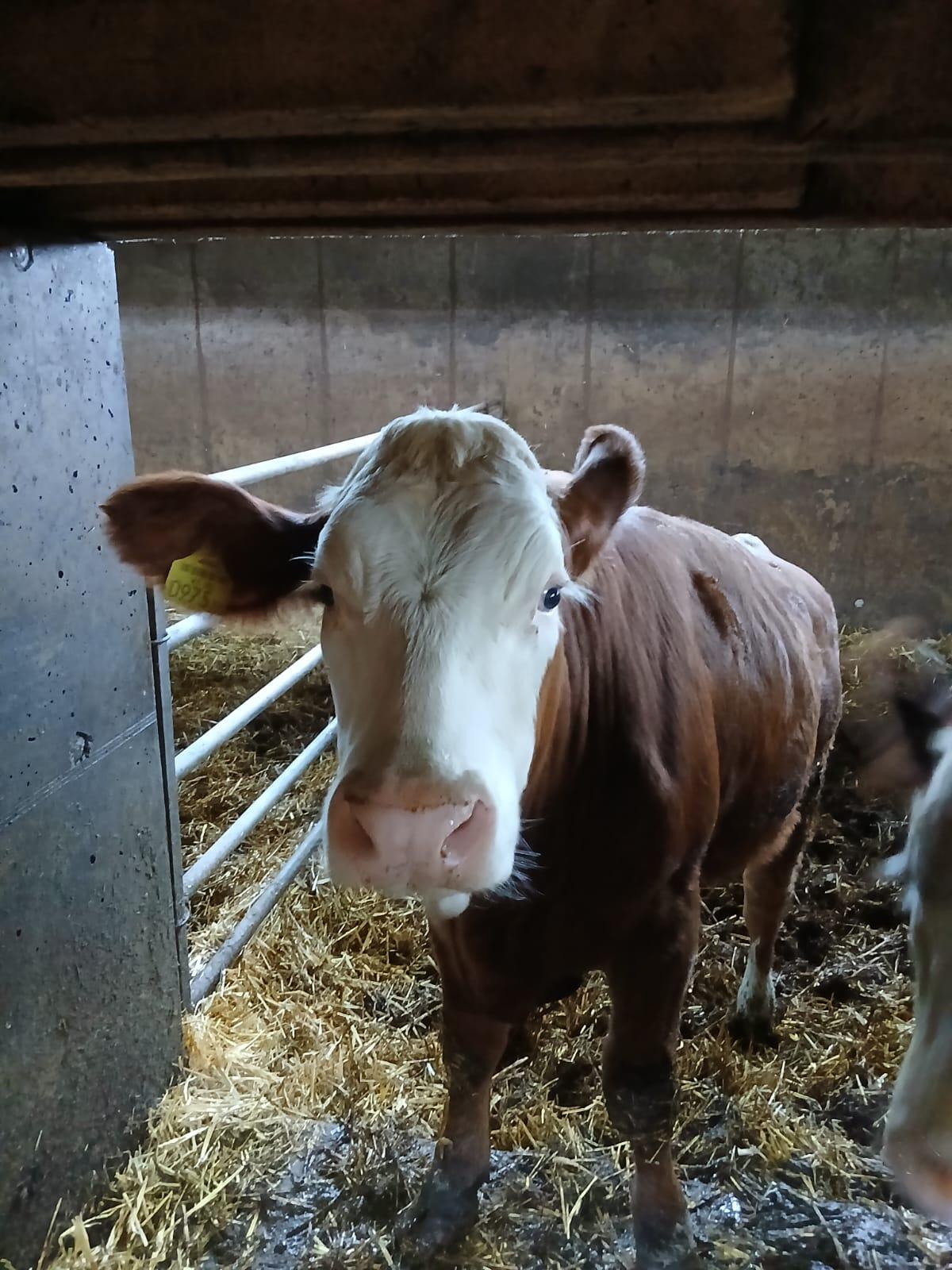 Fleckviehzuchtkälber / Jungkalbinnen 2