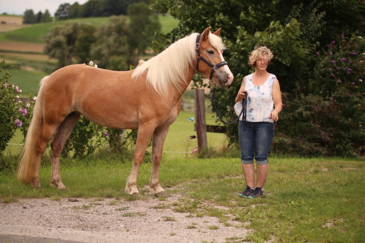 Hübsche Haflinger Stute 2