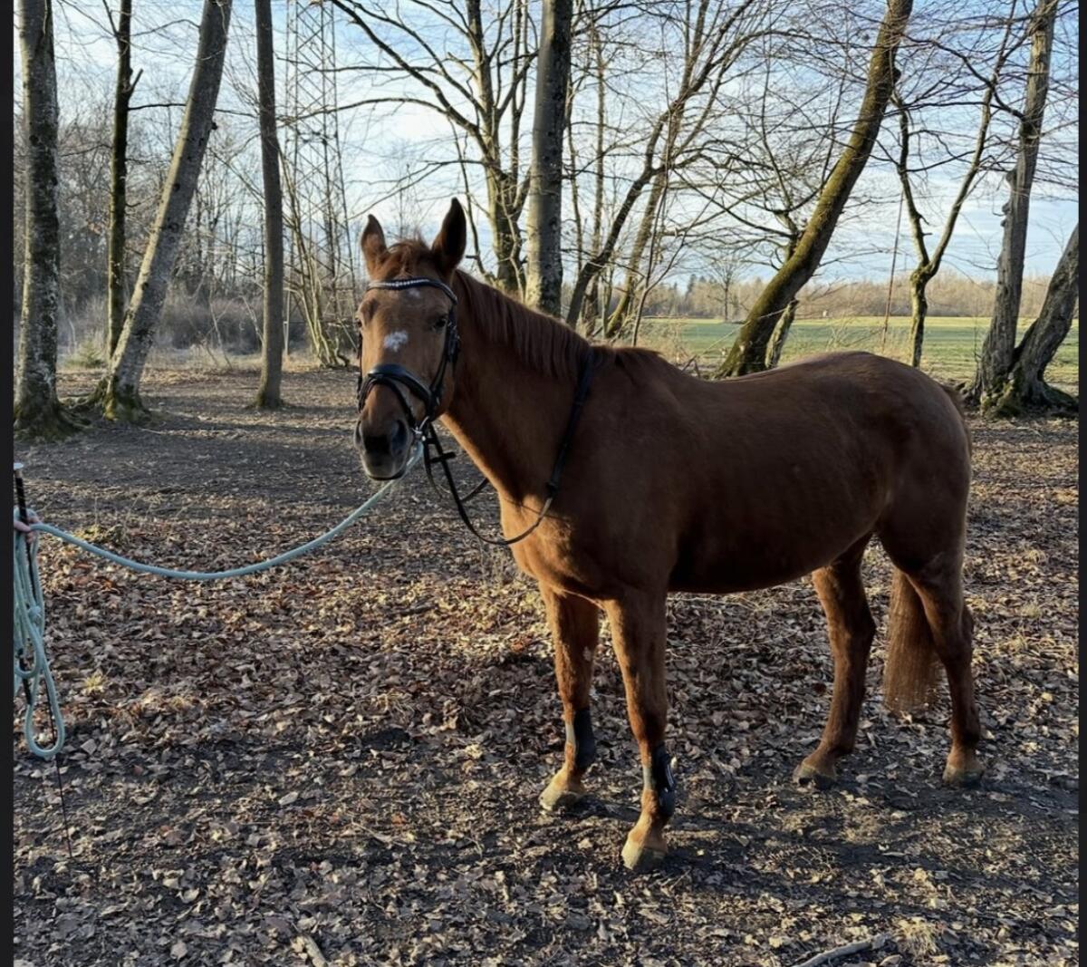 Braves Freizeitpferd zu verkaufen 2