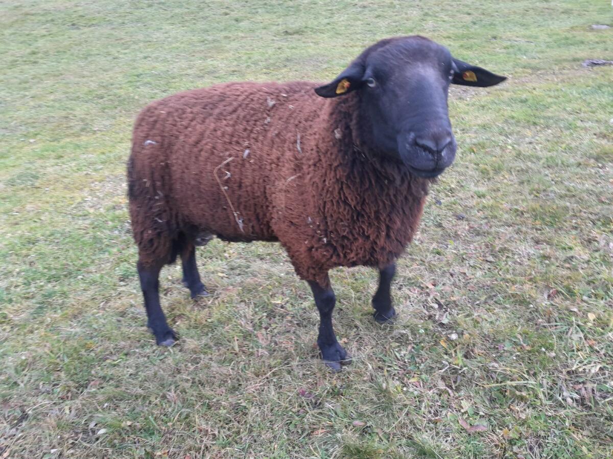 Verkaufe schönen Bio-Jurawidder 2