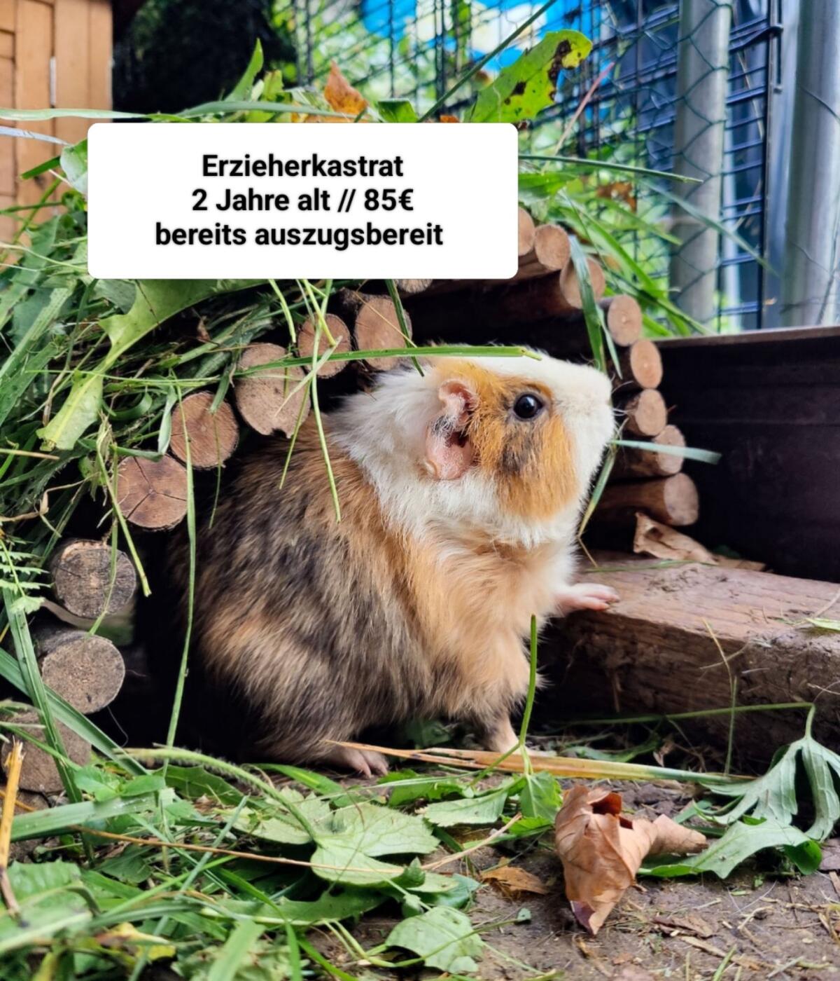 Hase und Meerschweinchen 2