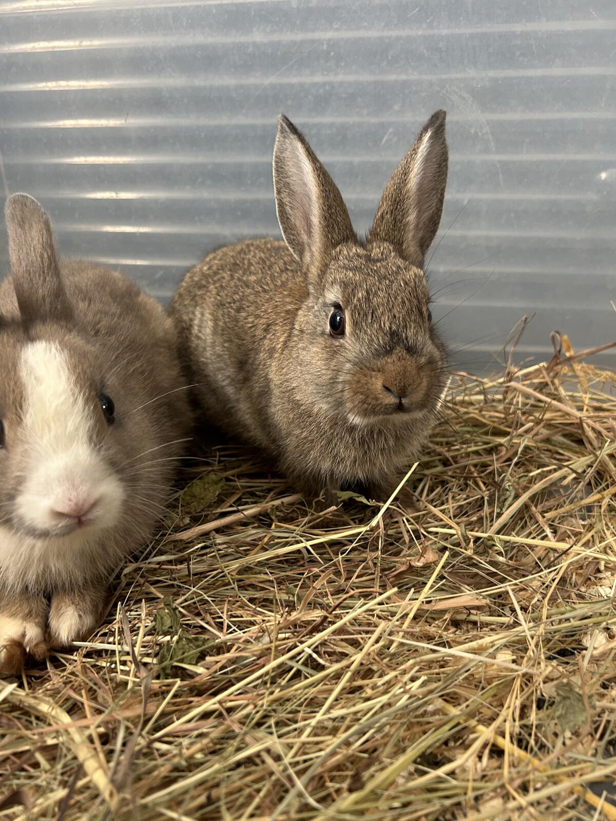 Kaninchen 3