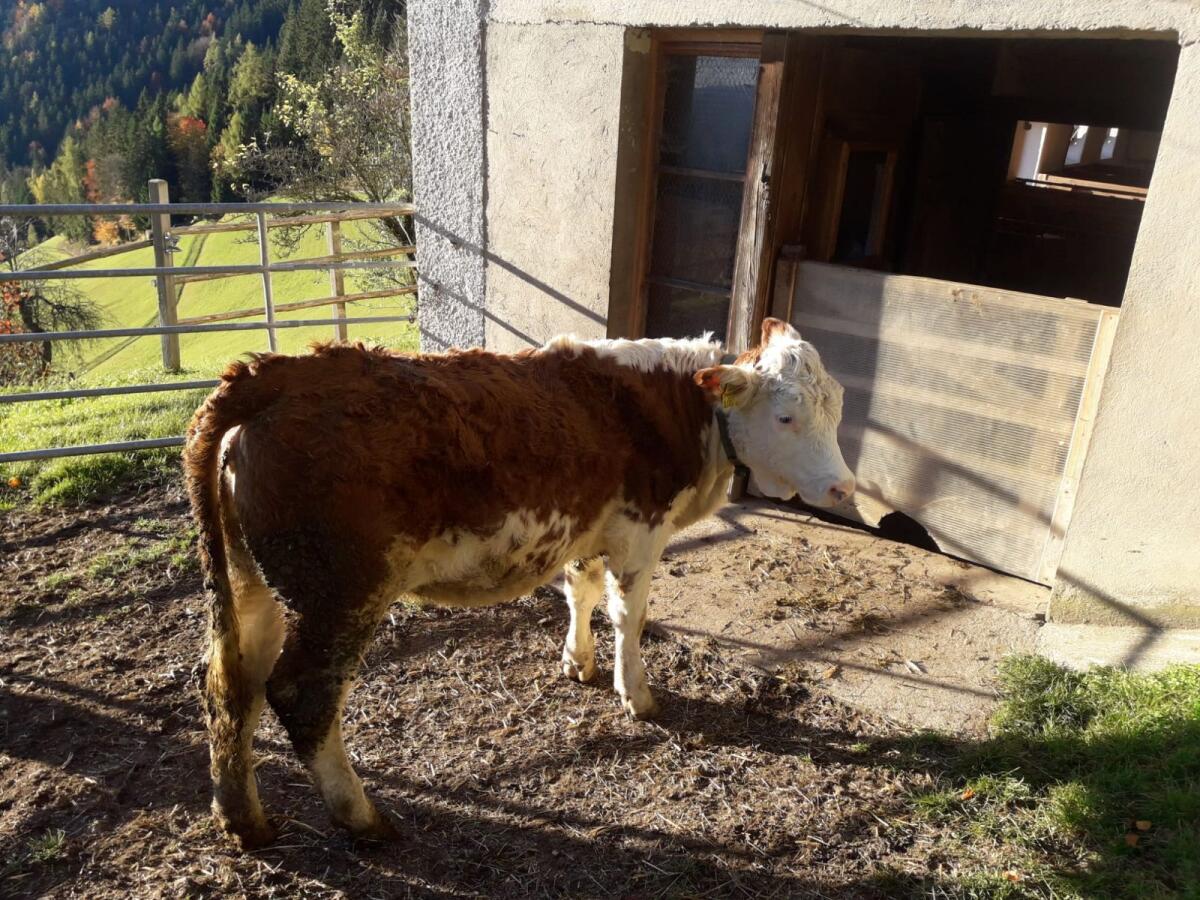 Ennstaler Bergschecken Kalbin und Stierkalb 1