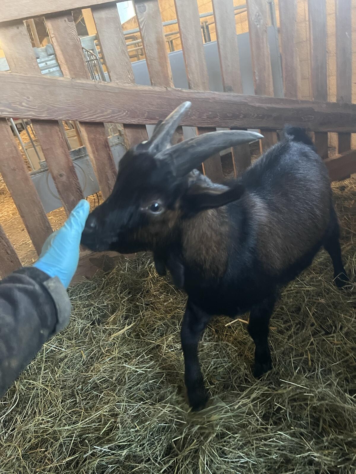 Burenziege x Blobe-Bock 1