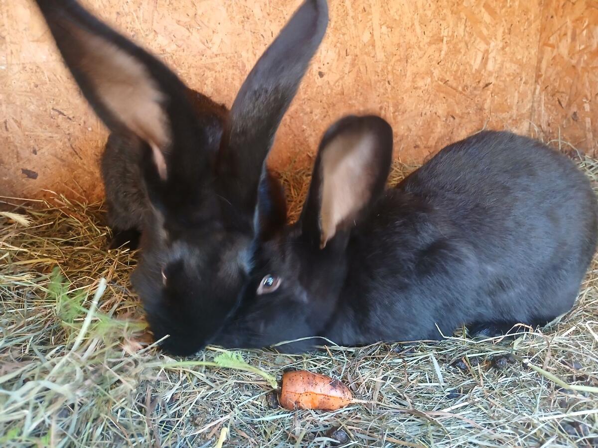 Riesen Hasen Weibchen 3