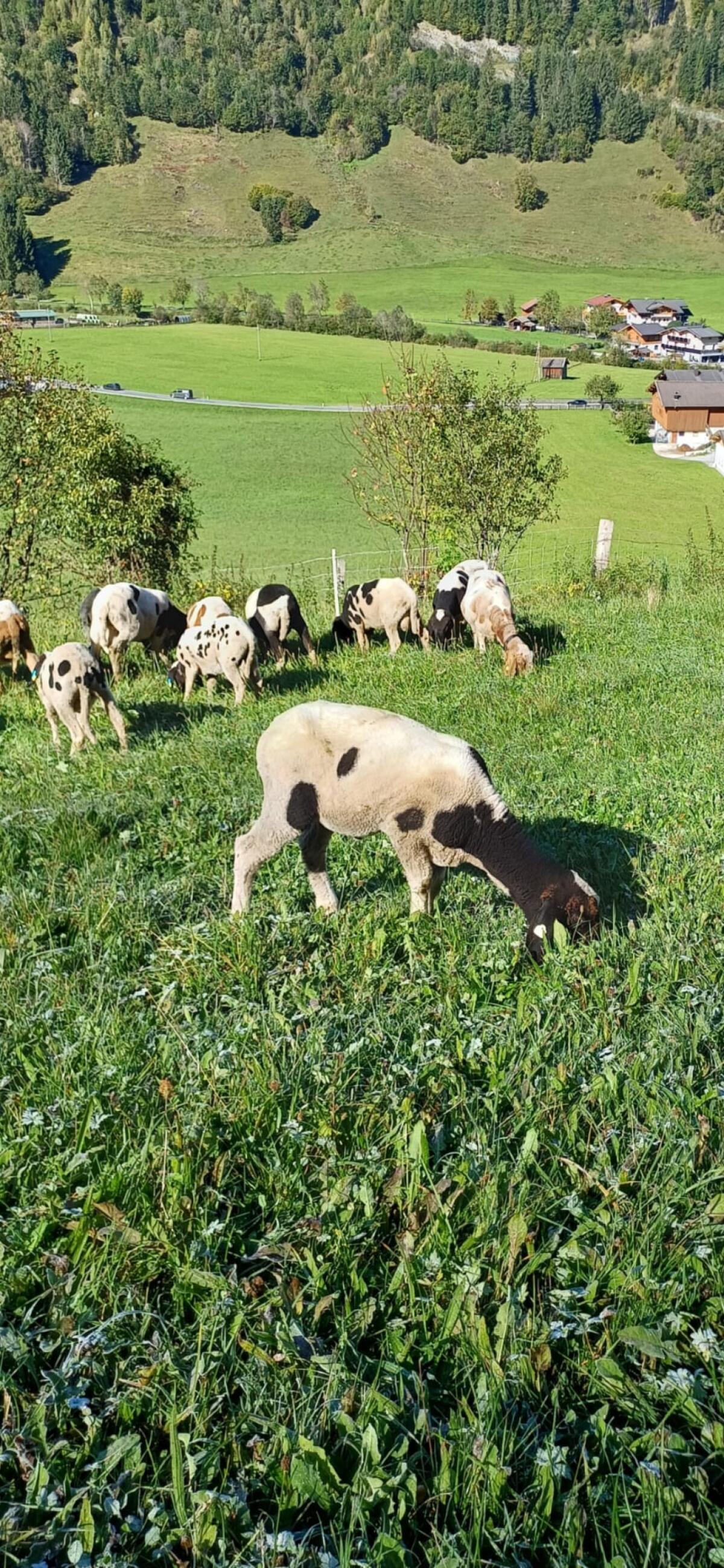 Jungwidder vom Frühling 2