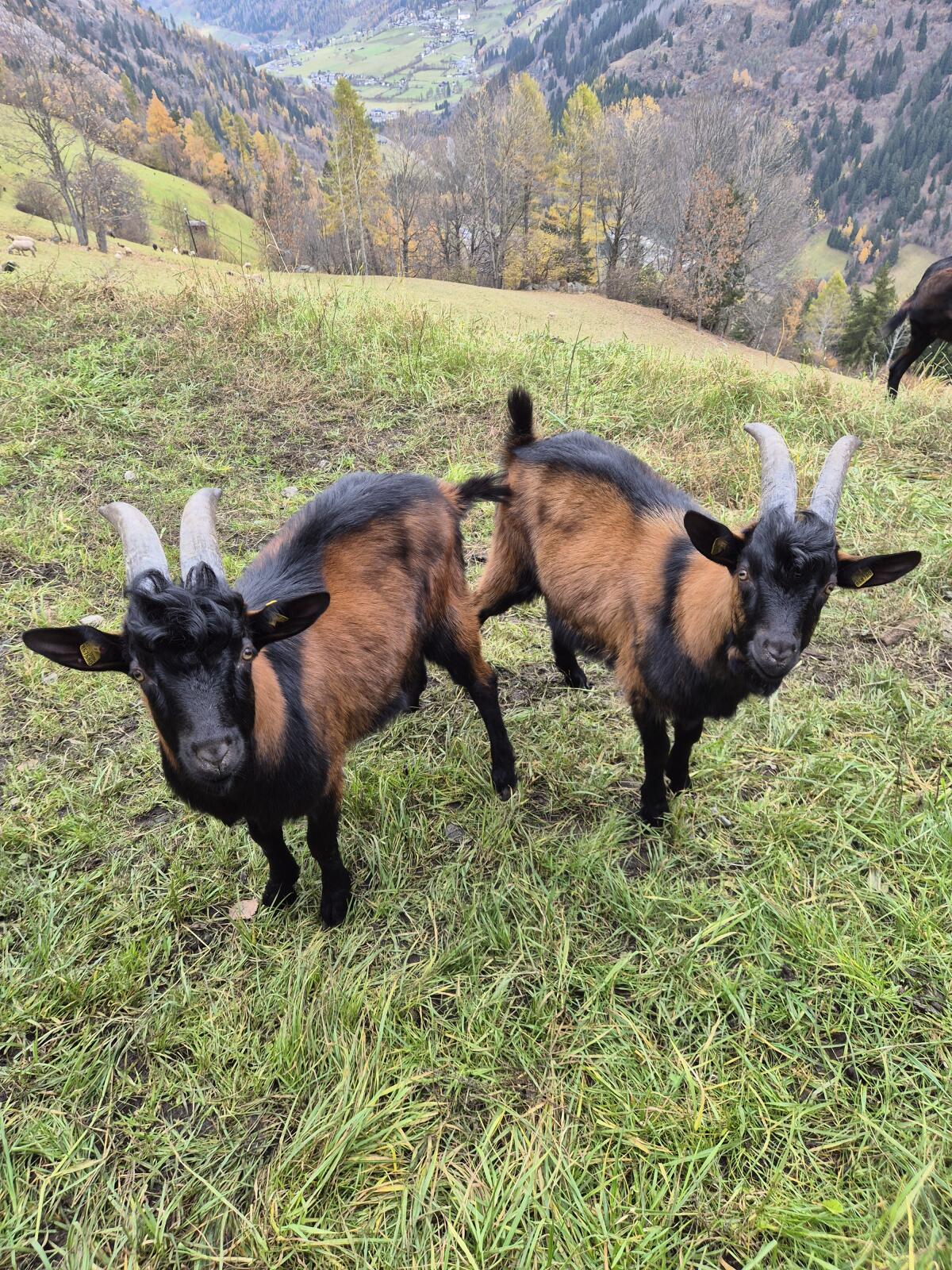 Pinzgauer Ziegenbock 2