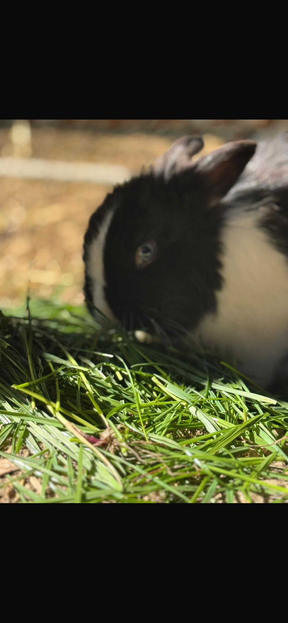 Löwenkopf Kaninchen 1