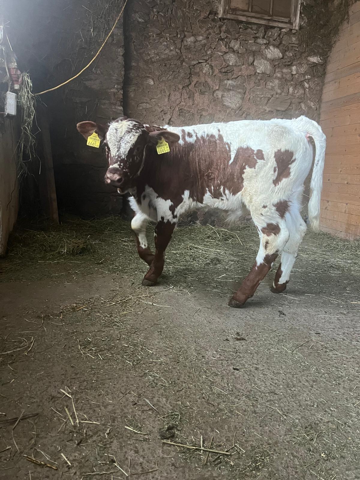 Pustertaler Sprinzen Stierkalb „Ohrid PSR“ 3