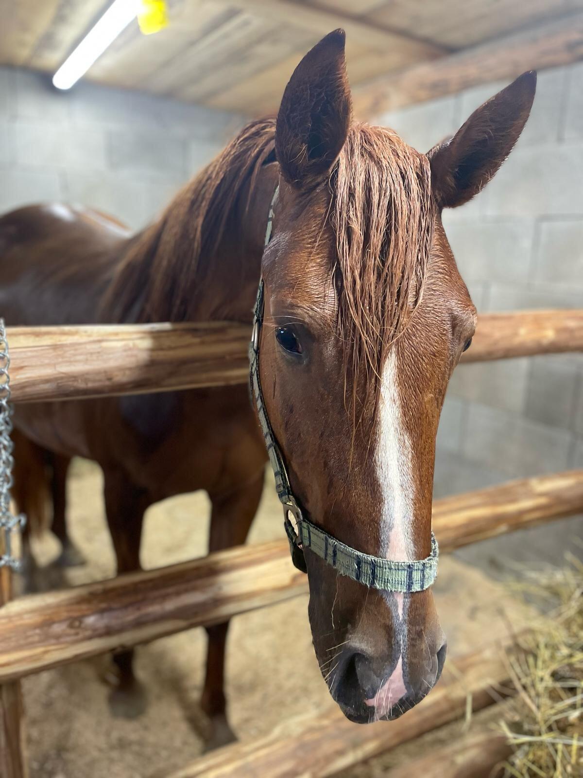 Verkaufe Arabermixstute 3