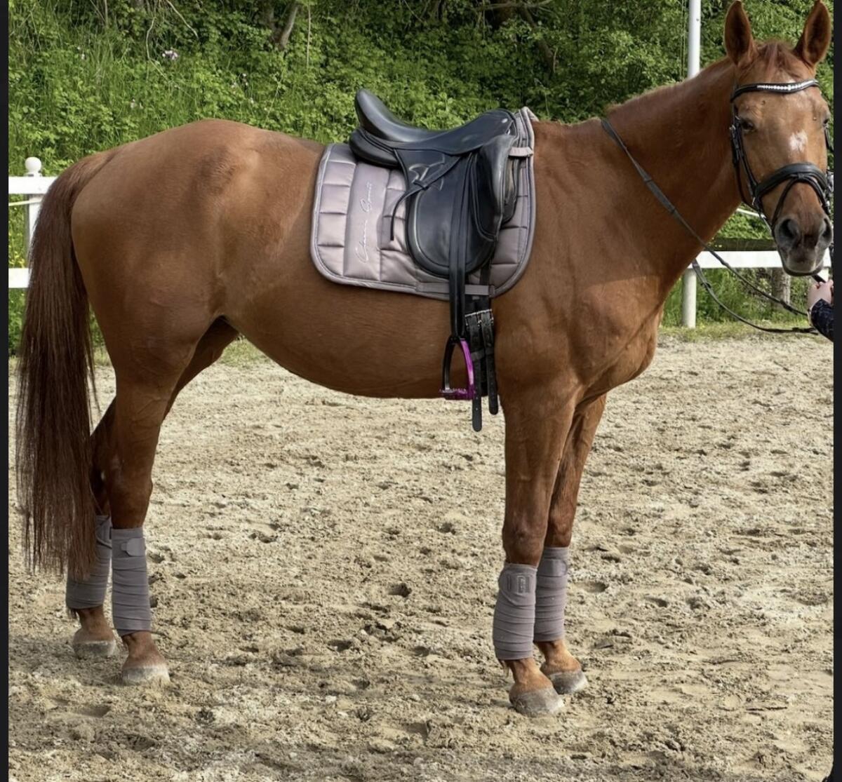 Braves Freizeitpferd zu verkaufen 1
