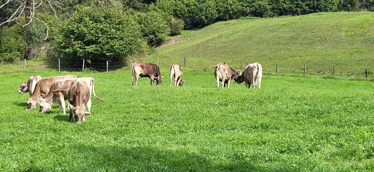 Braunvieh Kalbinnen und Kälber zu verkaufen 1