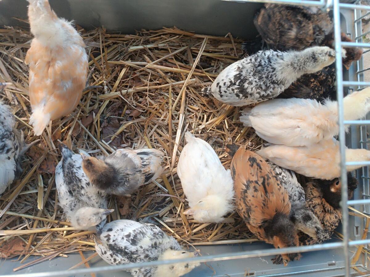 Appenzeller Spitzhauben Küken 1