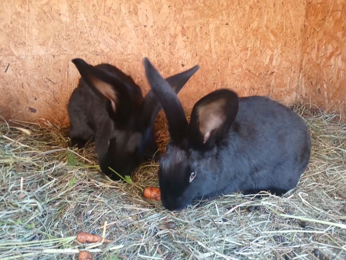 Riesen Hasen Weibchen 2