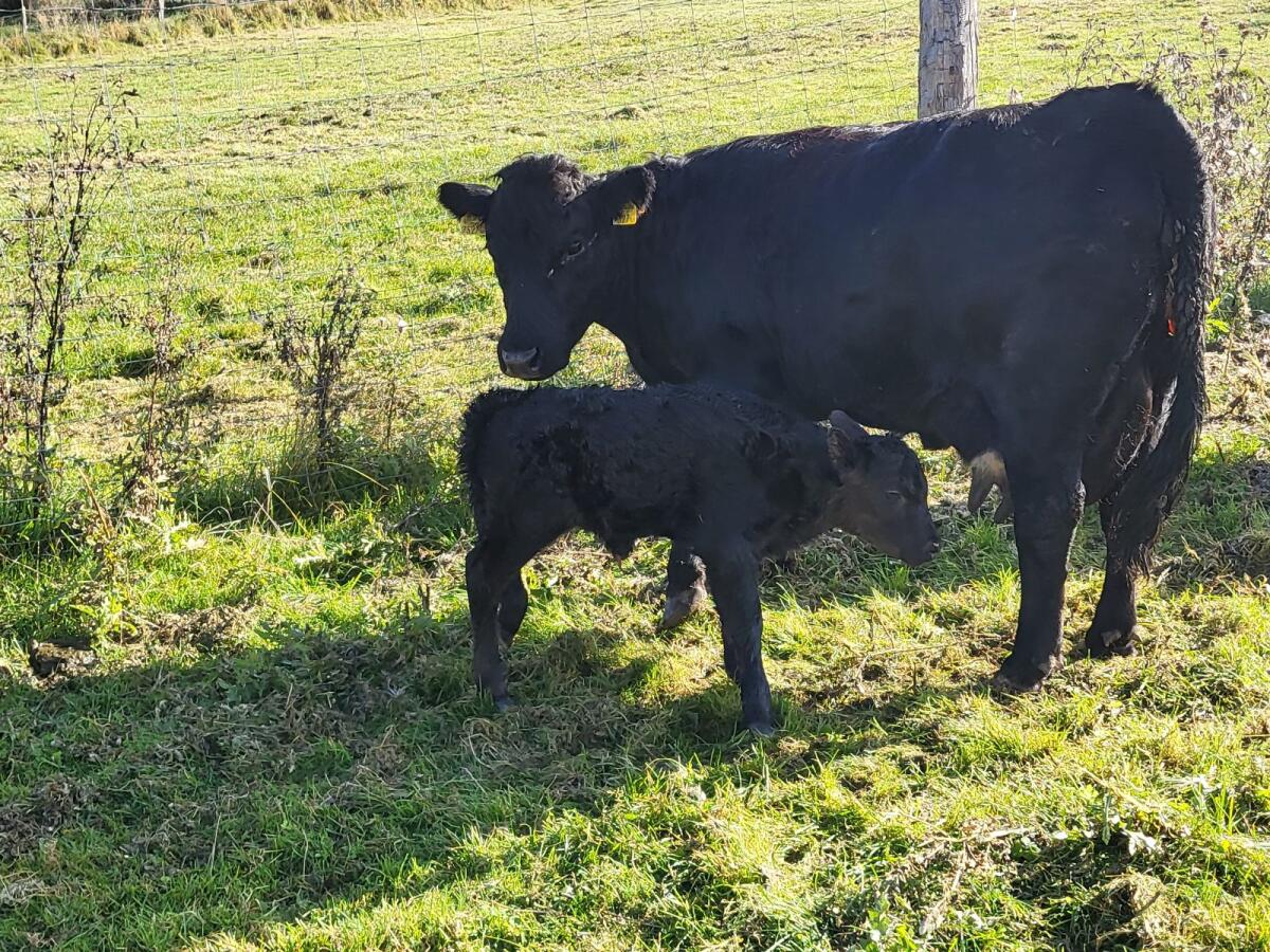 Dexter Rinder (Kuh + Kalb, Kalbin, Stier) 2