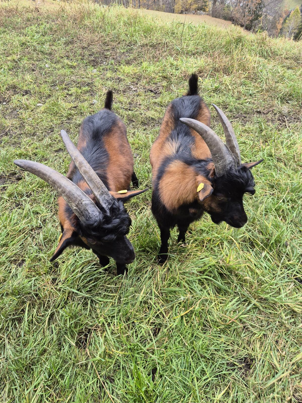 Pinzgauer Ziegenbock 3