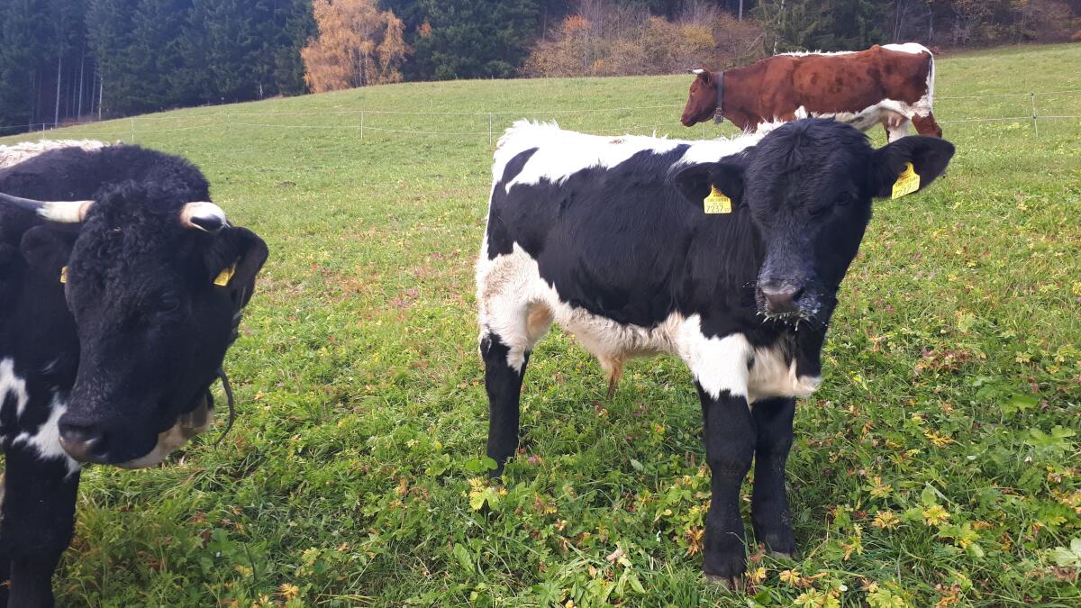 Pinzgauer Jungstier, BIO, 6 Monate 1