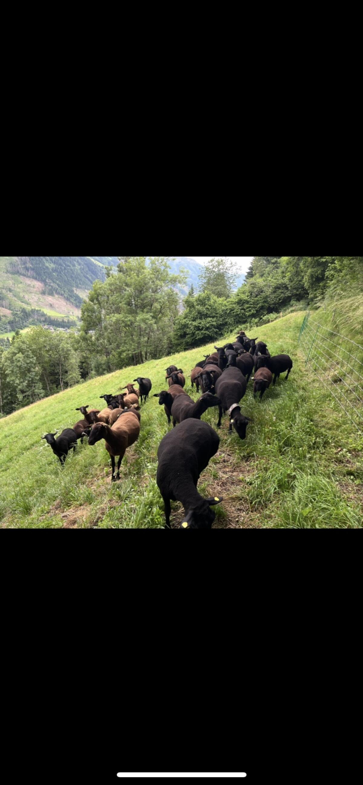 Jurazuchtschafe und Lämmer 2