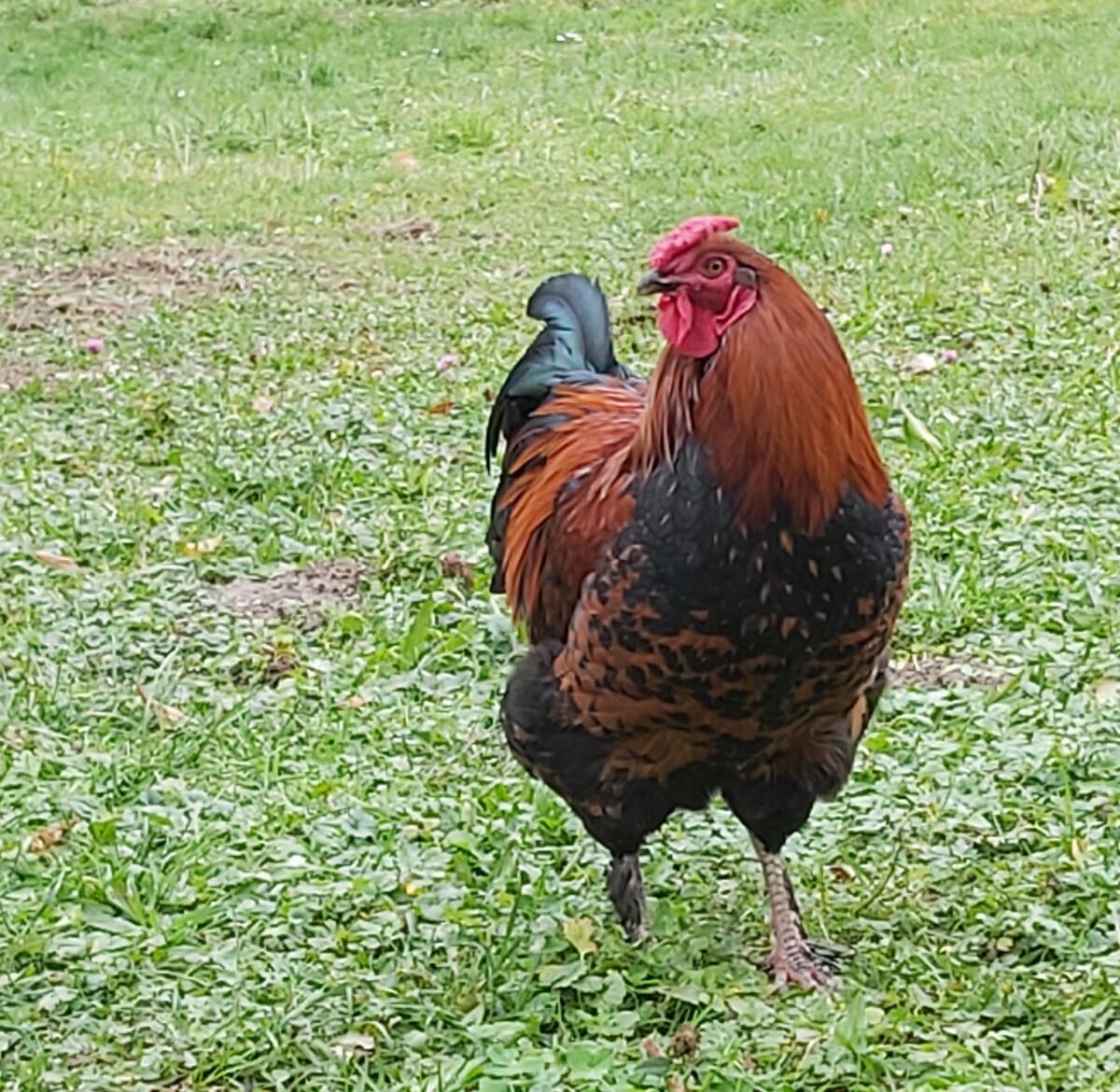 Hahn, 6 Monate, Bio 3