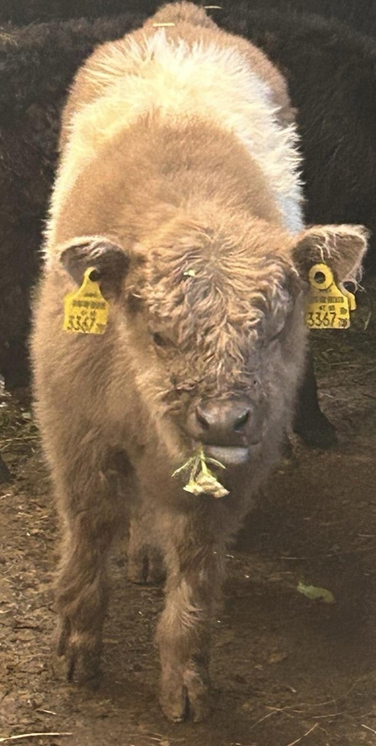 Galloway Stierkalb Xaver 2