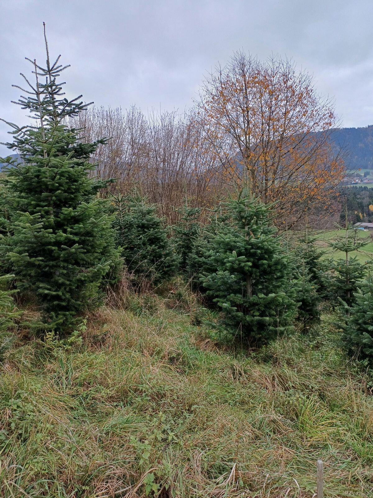 Reisig und Christbäume 1