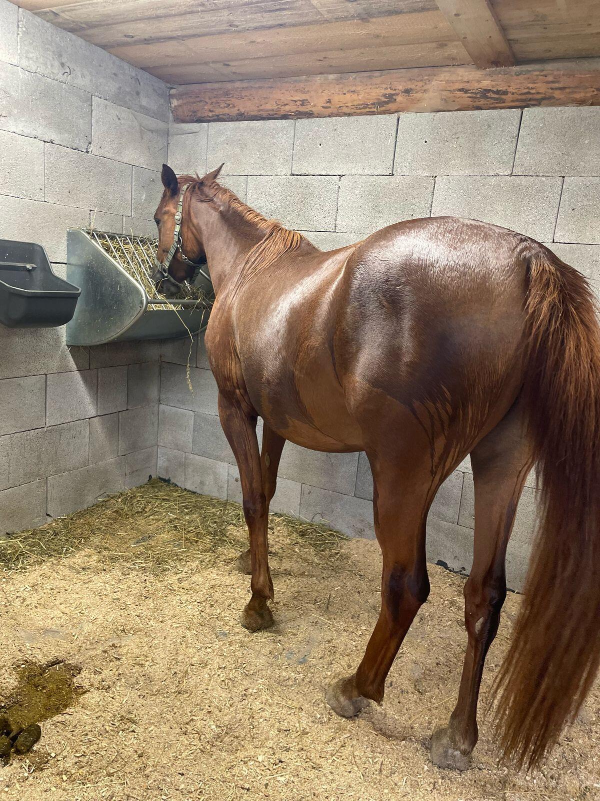 Verkaufe Arabermixstute 1