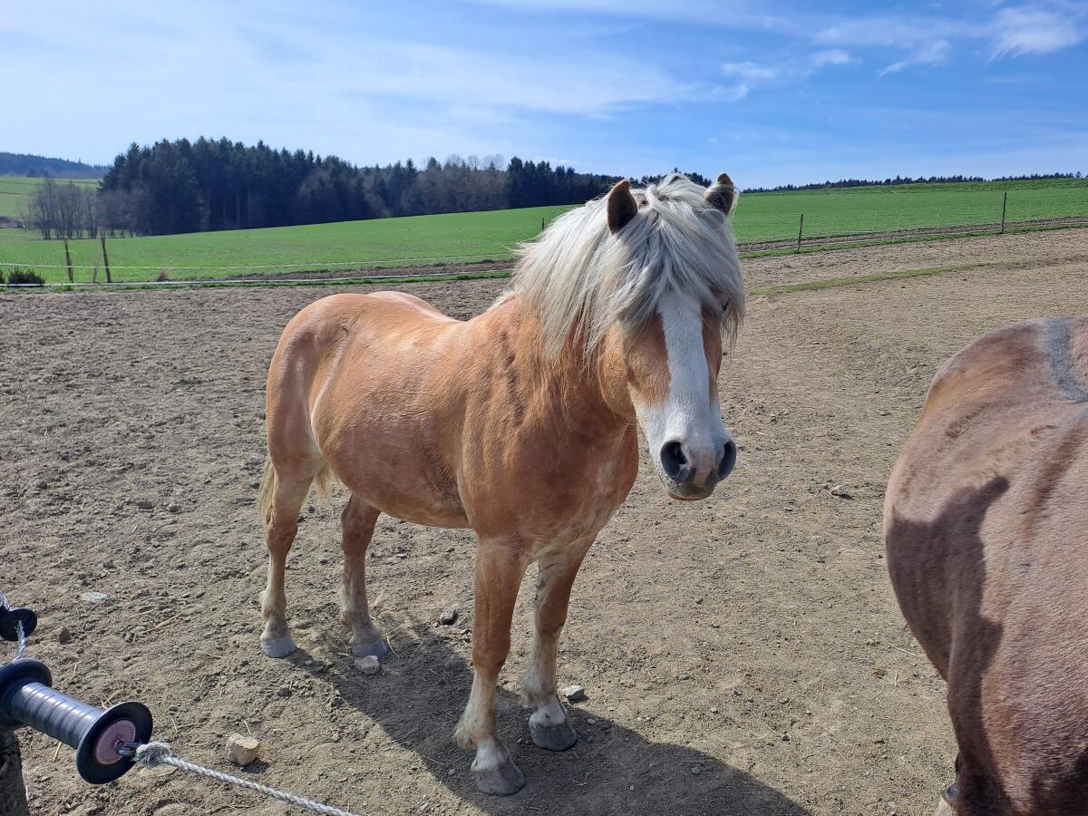 Suche Mitreiter! NÖ Nähe 3631 Ottenschlag 1