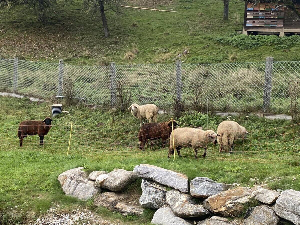 Schafe vom Frühjahr 2