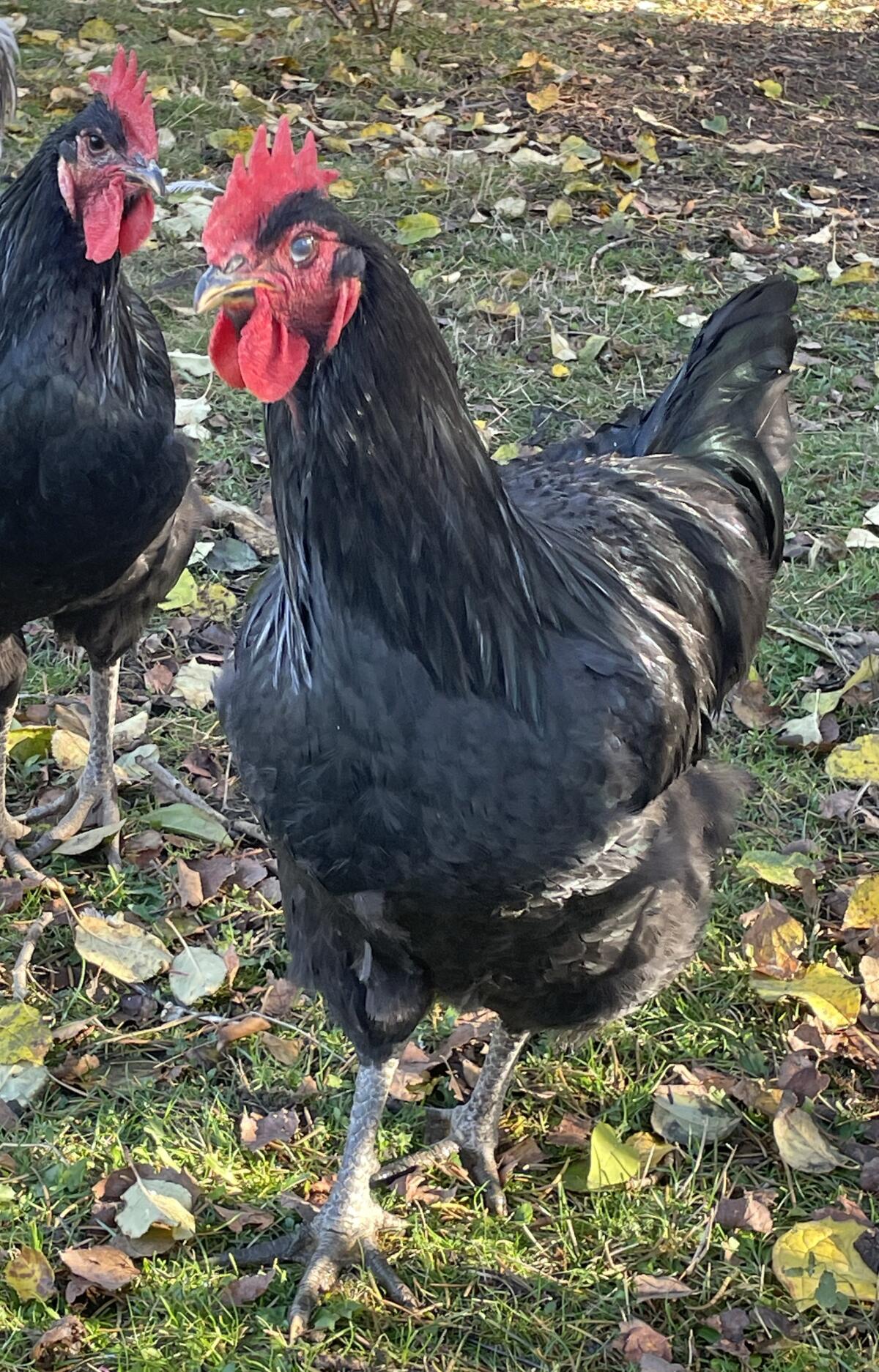 Jersey Giant Junghähne 3