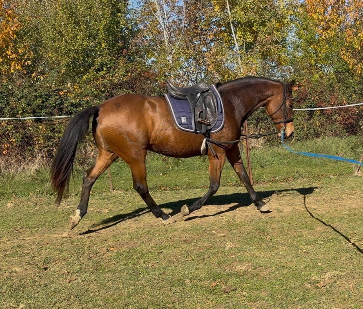 9j Warmblutstute Freizeitpferd 2