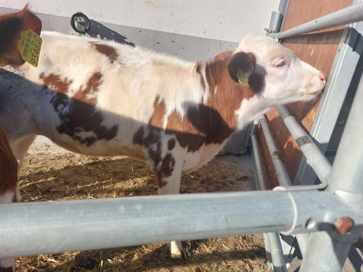 Kalb weiblich BIO 2