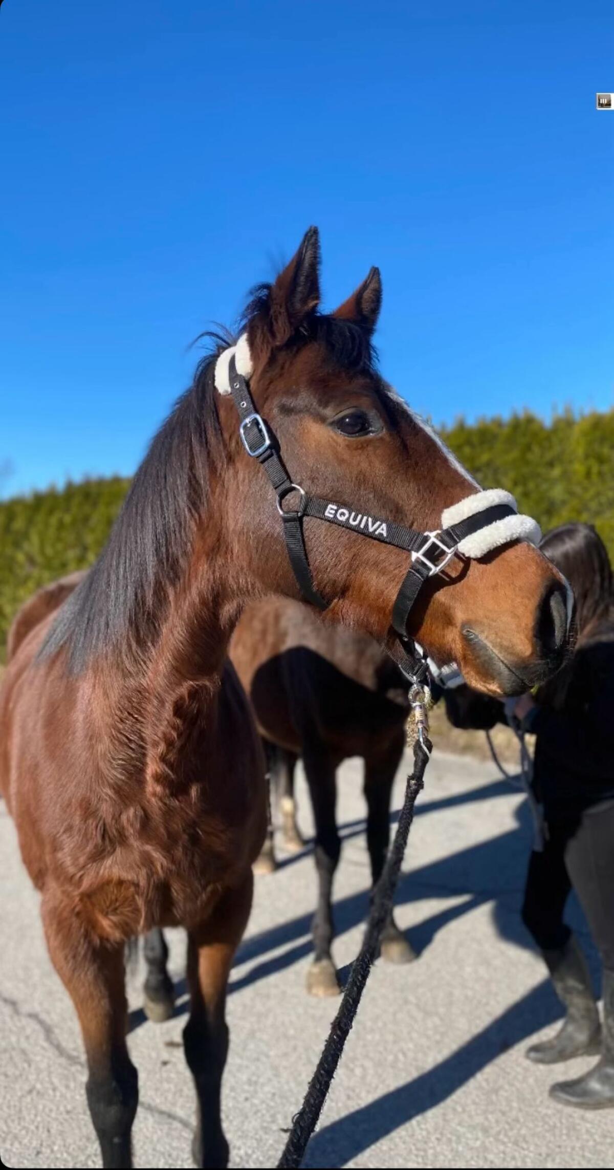 2 Engl. Vollblut suchen Dich 2