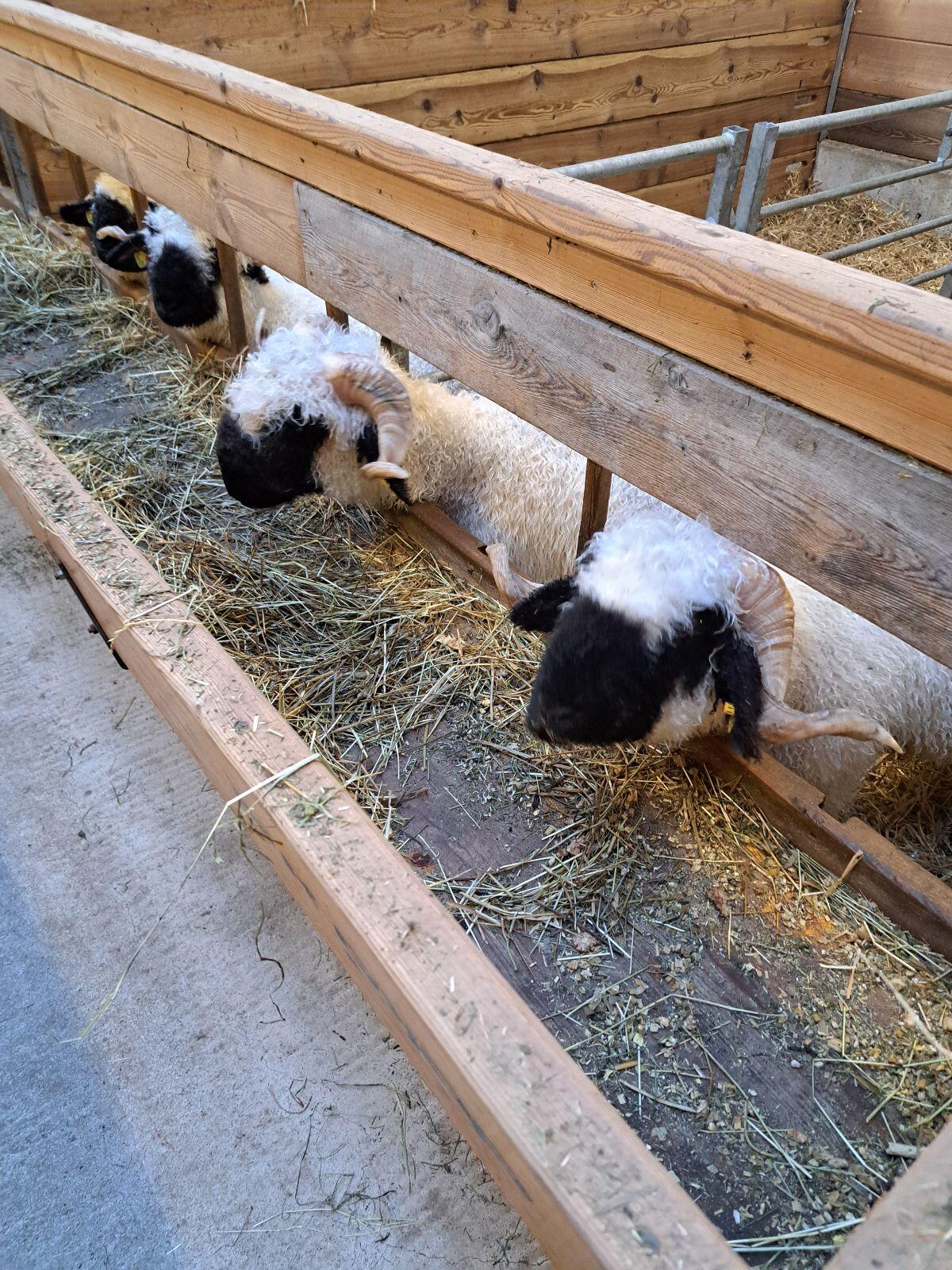 Walliser Schwarznasen 2