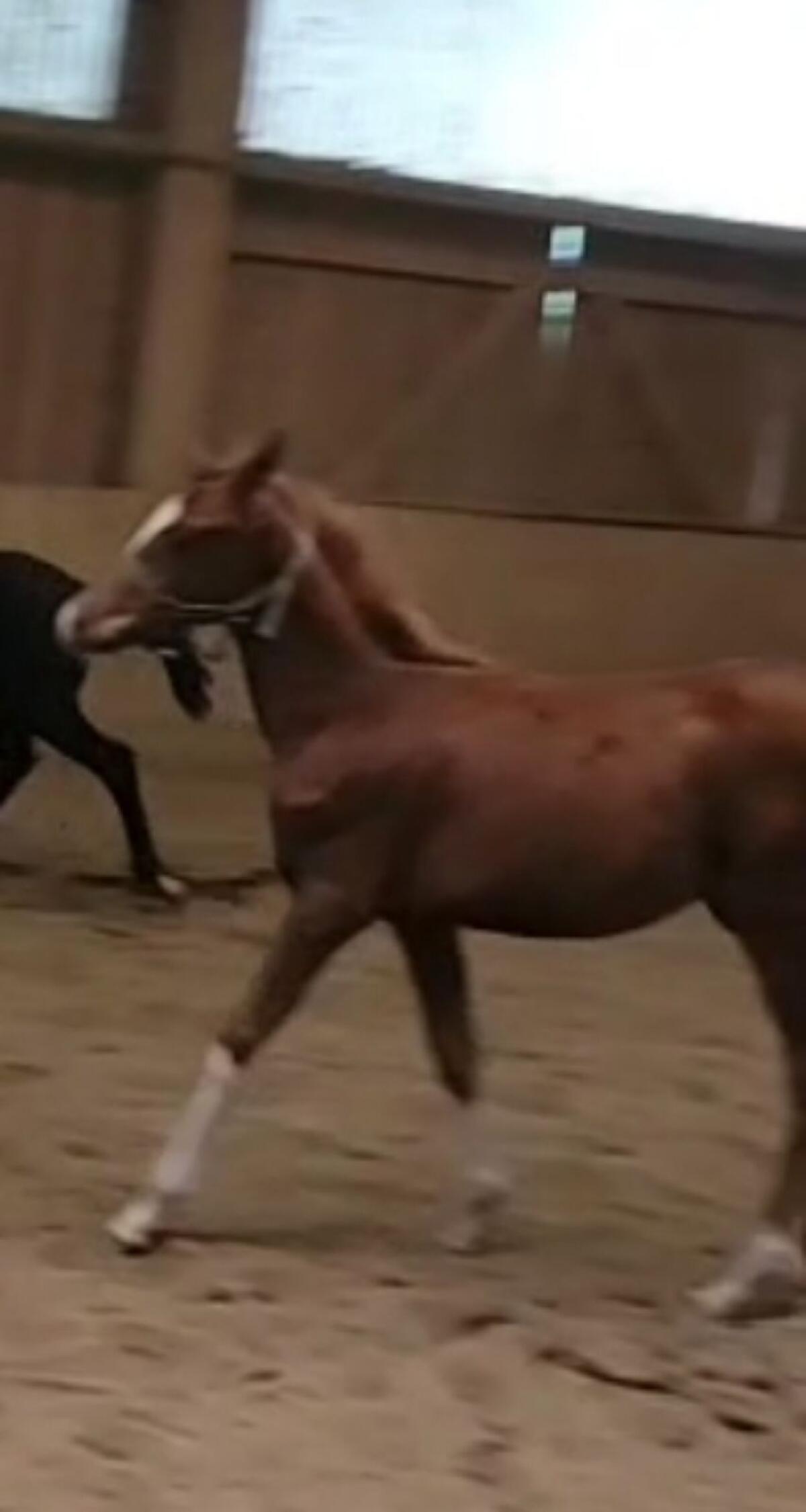 Hengstfohlen Trakehner 05/2025 Pferd 2