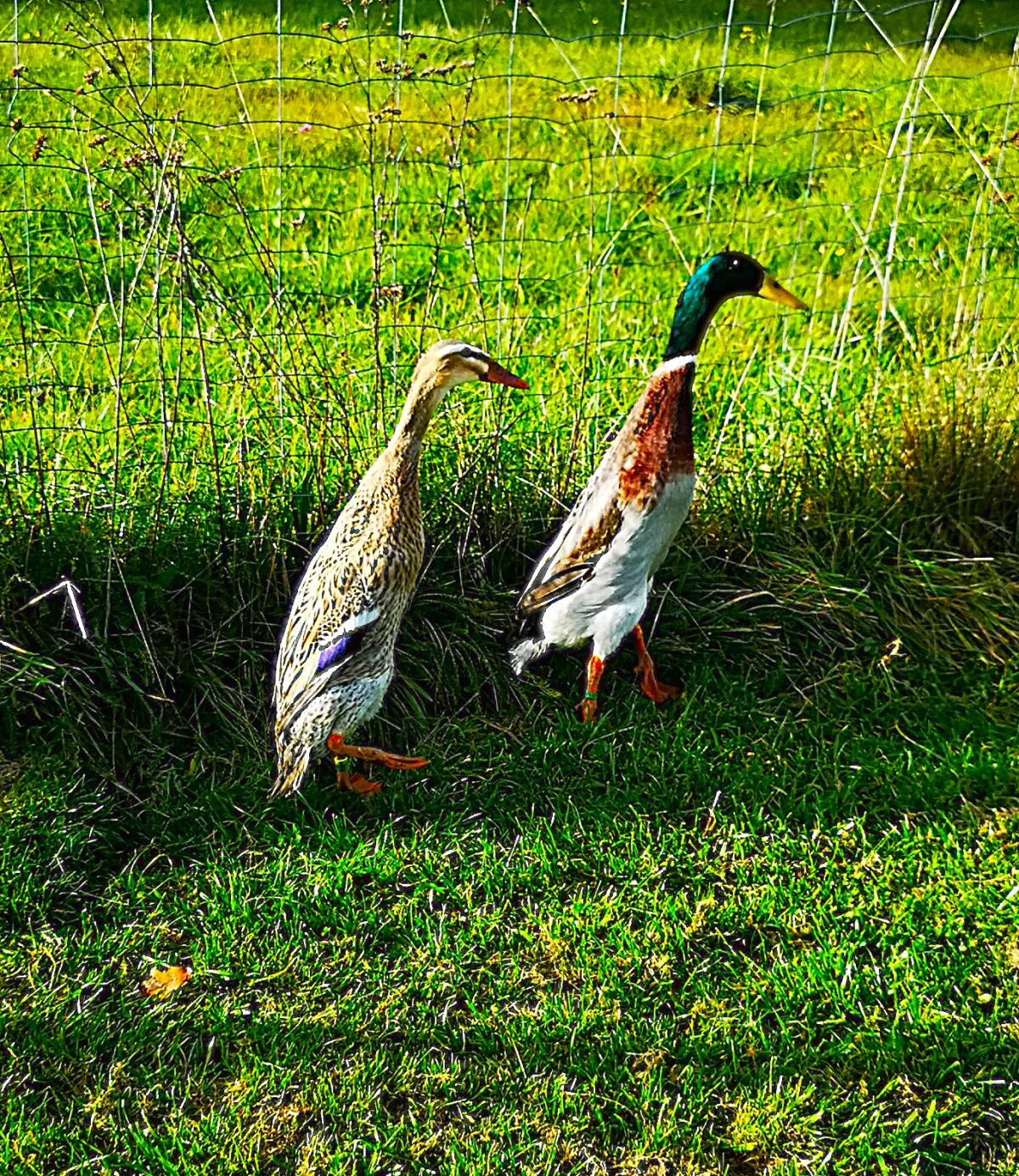 Reinrassige Laufenten forellenfarbig zu verkaufen 1