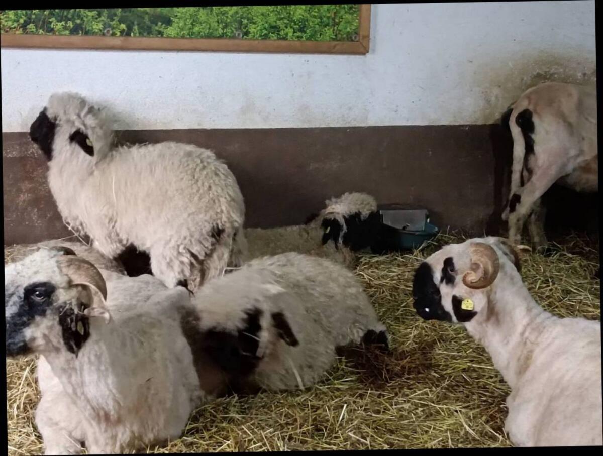 BIO Walliser Schwarznasen 3