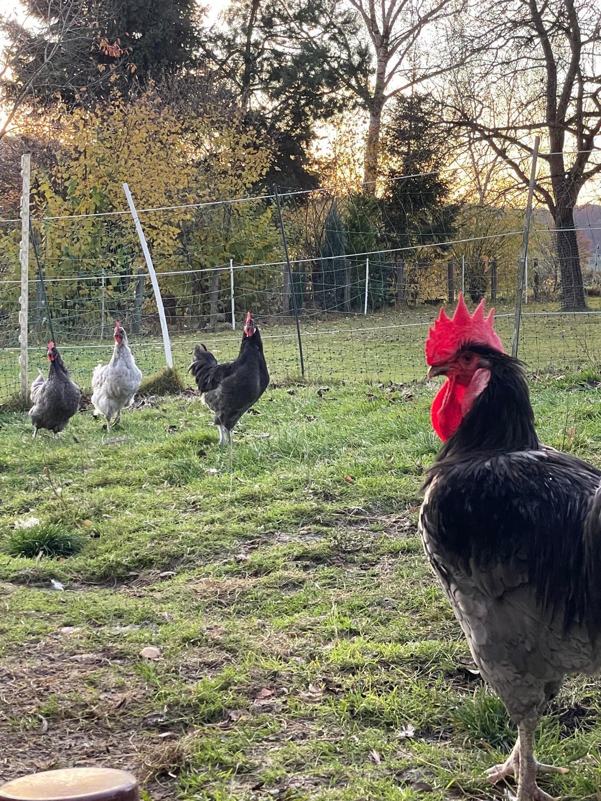 Bresse Gauloise Bleu 1