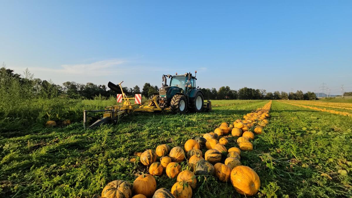 Kürbiskerne g.g.A. 1